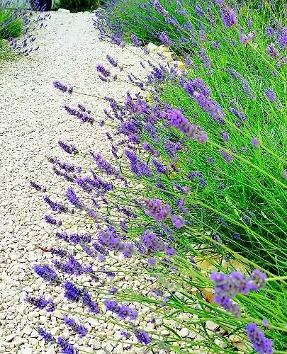 Dalmacija Privlaka (Zadar)