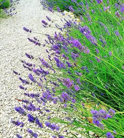 Dalmacija Privlaka (Zadar)